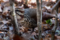 Mesitornis variegatus