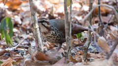 Mesitornis variegatus