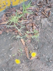 Senecio glaucus