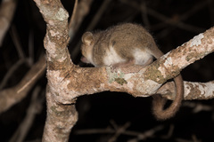 Microcebus murinus