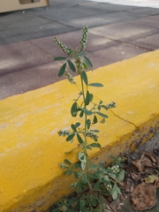 Melilotus indicus
