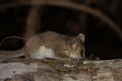 Microcebus murinus