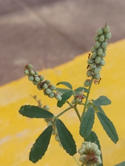 Melilotus indicus