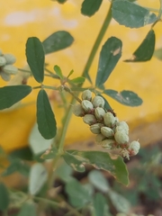 Melilotus indicus