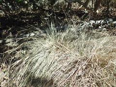 Carex litorosa