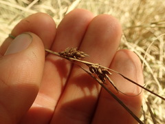 Carex litorosa