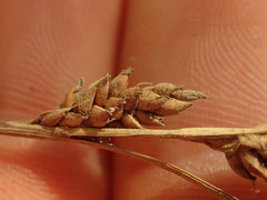 Carex litorosa