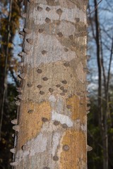 Zanthoxylum tsihanimposa