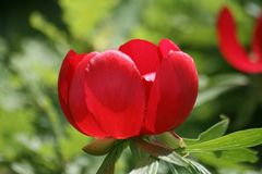 Paeonia peregrina