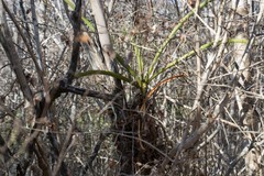 Angraecum eburneum superbum