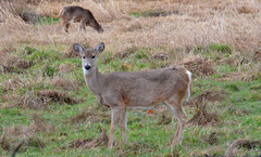 Odocoileus virginianus leucurus