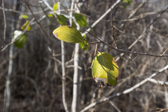 Rhopalocarpus