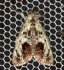 Enchesphora recurvalis