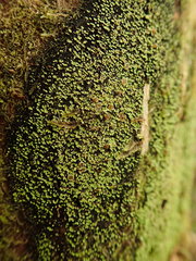 Psoroma asperellum