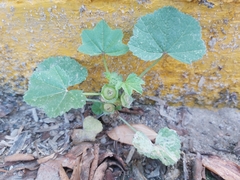 Malva parviflora
