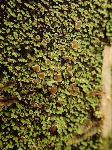 Psoroma asperellum