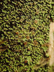 Psoroma asperellum