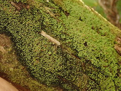 Psoroma asperellum