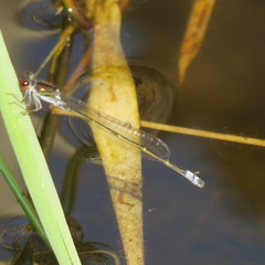 Pseudagrion hamoni