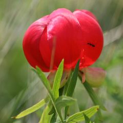 Paeonia peregrina
