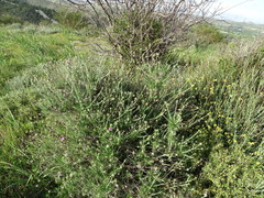 Ptilostemon chamaepeuce cyprius