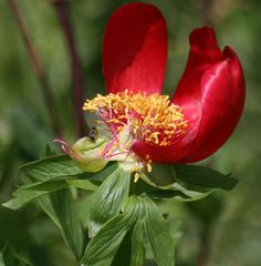 Paeonia peregrina