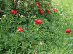 Paeonia peregrina