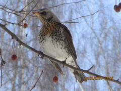 Turdus pilaris