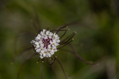 Dryopetalon runcinatum