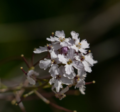 Dryopetalon runcinatum