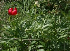 Paeonia peregrina