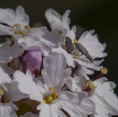 Dryopetalon runcinatum