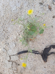 Senecio glaucus
