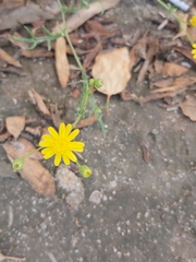 Senecio glaucus