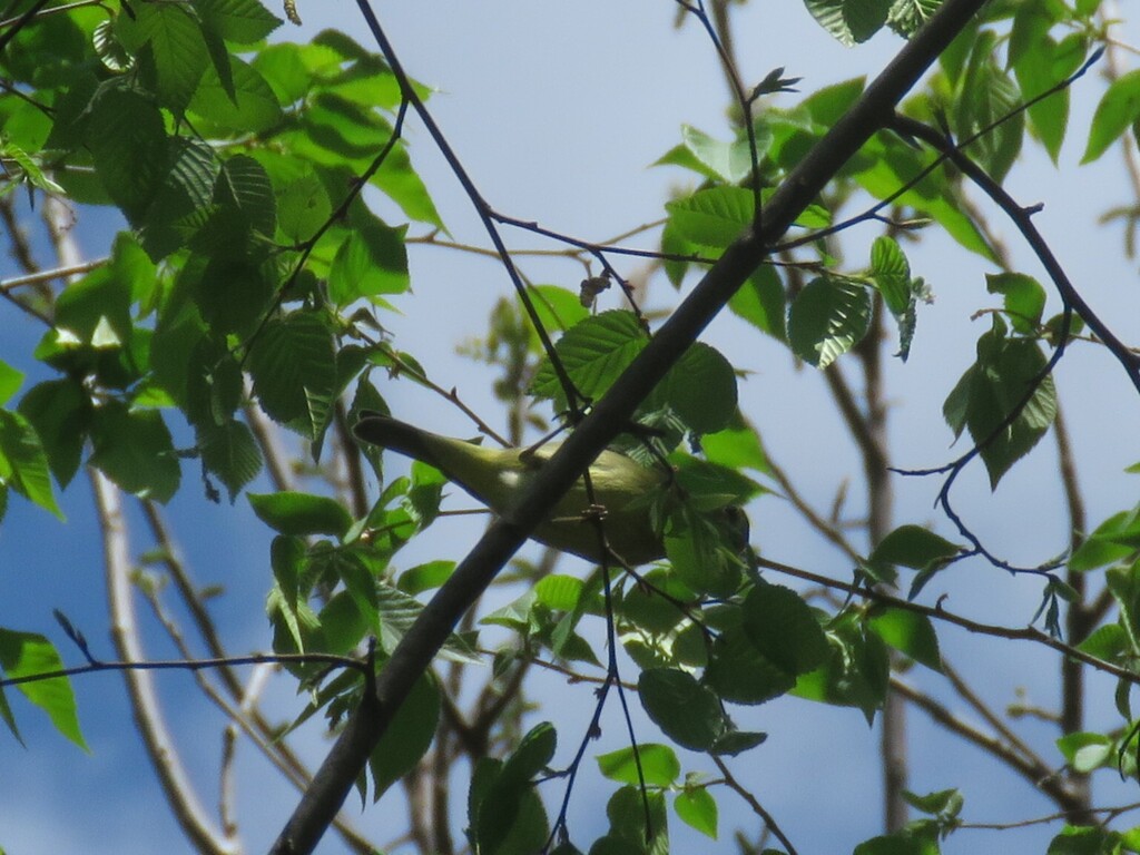Orange-crowned Warbler from Iuka Ravine, Columbus, OH 43201, USA on ...
