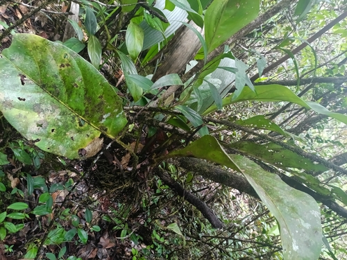 Anthurium jenmanii, photograph 5
