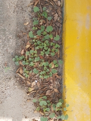 Malva parviflora