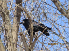 Corvus frugilegus