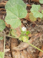 Malva parviflora