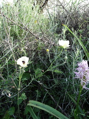 Ranunculus asiaticus
