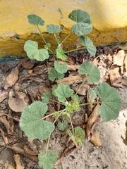 Malva parviflora