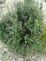 Lithodora hispidula versicolor
