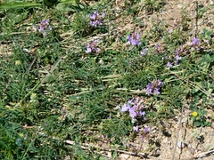 Astragalus austriacus