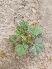 Malva parviflora