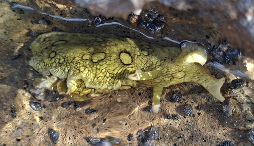 Aplysia dactylomela