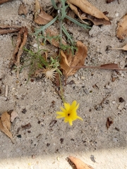Senecio glaucus