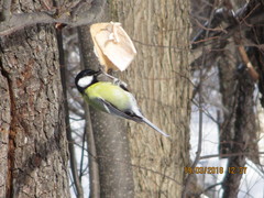 Parus major