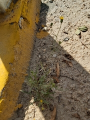 Senecio glaucus