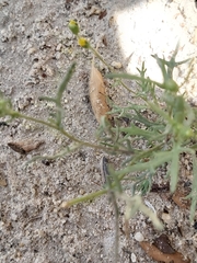 Senecio glaucus
