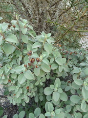 Cistus parviflorus